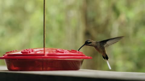 Beautiful hummingbirds