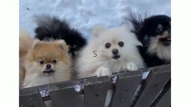 CUTIES ARE BARKING