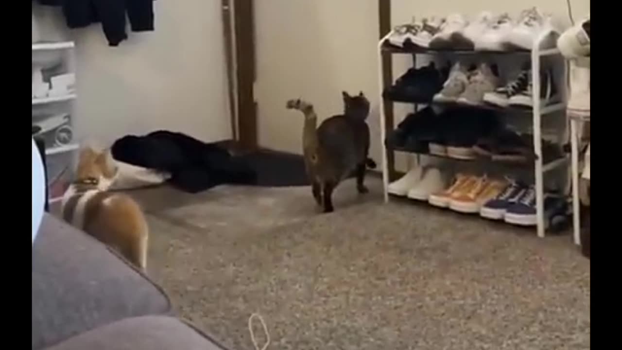 Cat funn with man coming in room