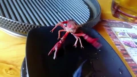 Drunk crayfish is so funny