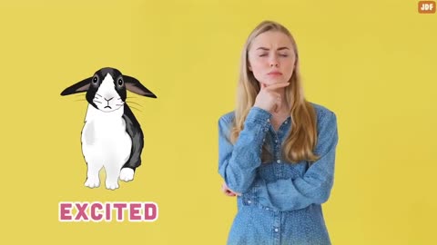 Rabbit Body Language Explained