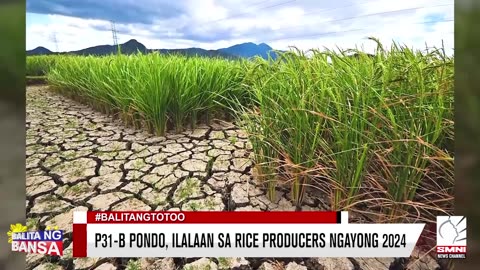 P31-B pondo, ilalaan sa rice producers ngayong 2024