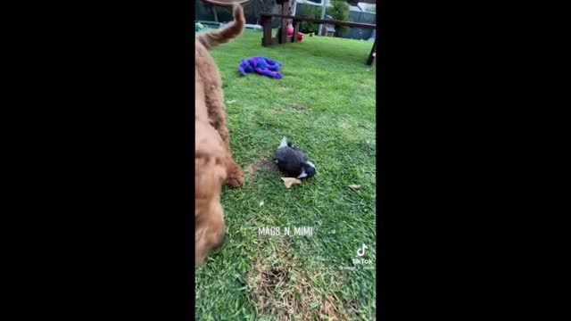 Super Funny Animal Videos Dont try to hold back Laughter