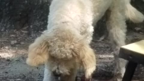 Maggie lost her treat