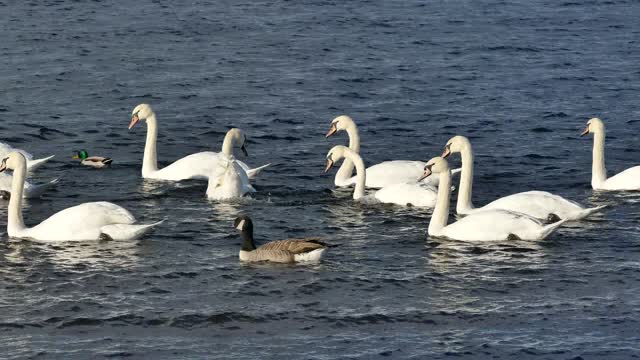 A group of geese swimming in a quiet pond