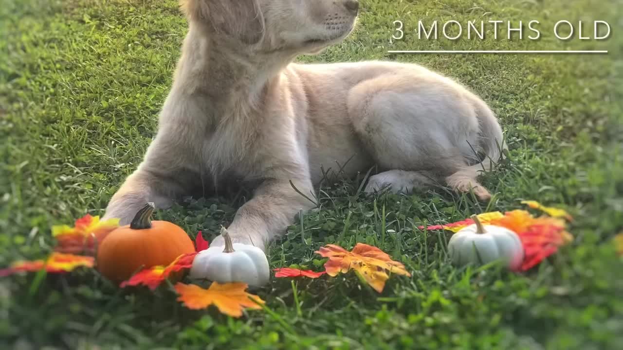 ❤️Meet Sadie! Golden Retriever Puppy