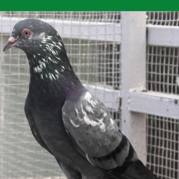 Ustad Naeem Bhatti Pigeons