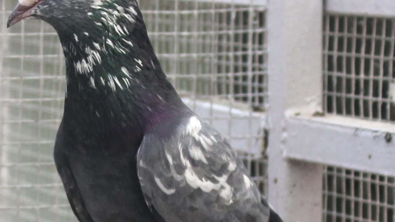 Ustad Naeem Bhatti Pigeons