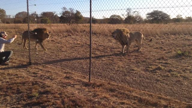 lion roaring | scary , - but very funny