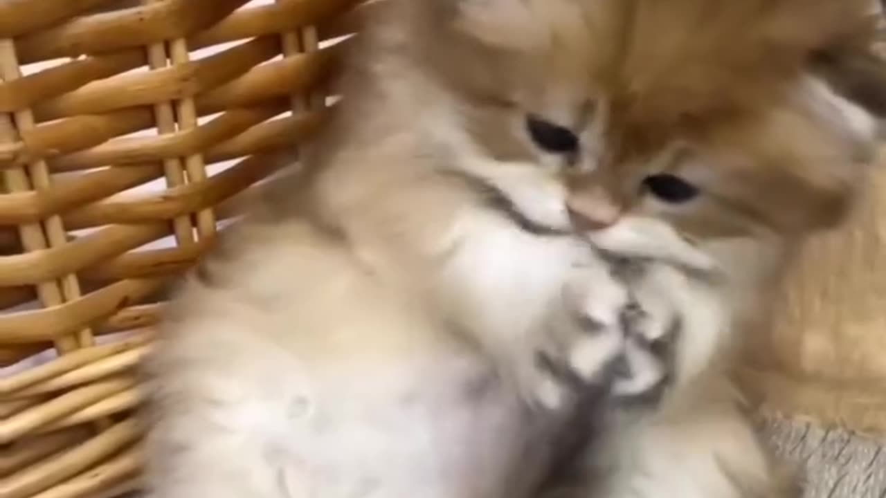 Funny cat playing with tail