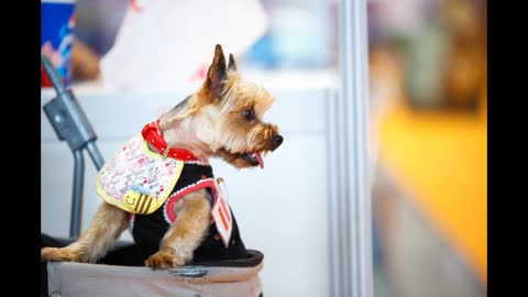 Summer scarf+winter scarf 🧣 dog.mp4