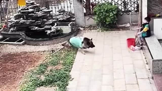 Smart Dog😎 showing smartness