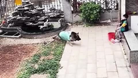 Smart Dog😎 showing smartness