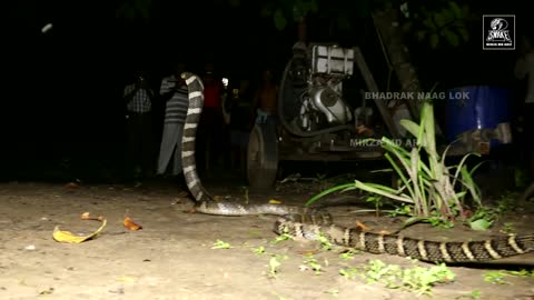 King Cobra was living with family for months rescued !