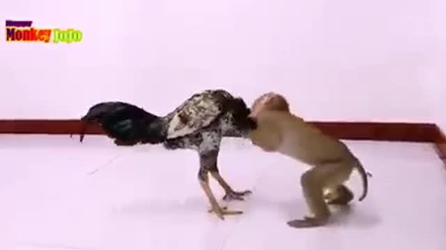 Funnyclip#funnuanimal#funnymonkey#