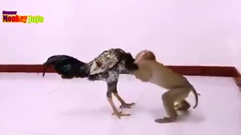 Funnyclip#funnuanimal#funnymonkey#