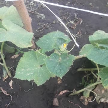 Cucumbers are blooming