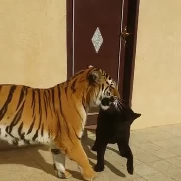 Joven pantera negra intenta hacerse amiga de un tigre