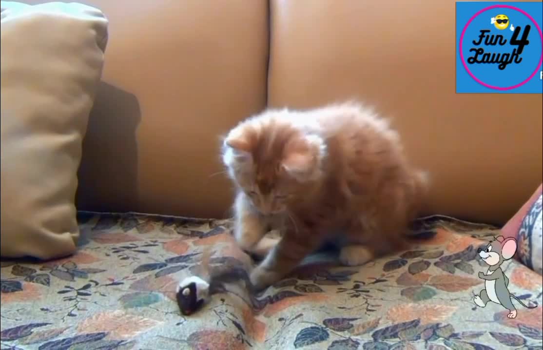 Cats and toy