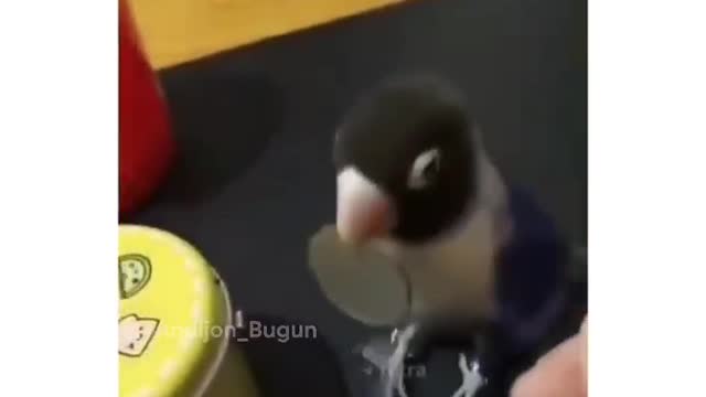 smart parrot