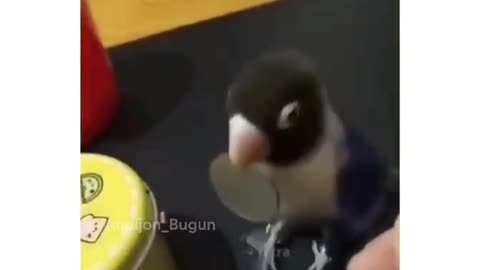 smart parrot