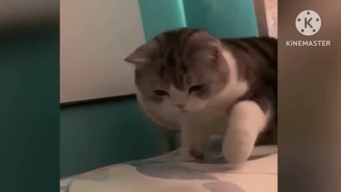 Funny cat moment part 1
