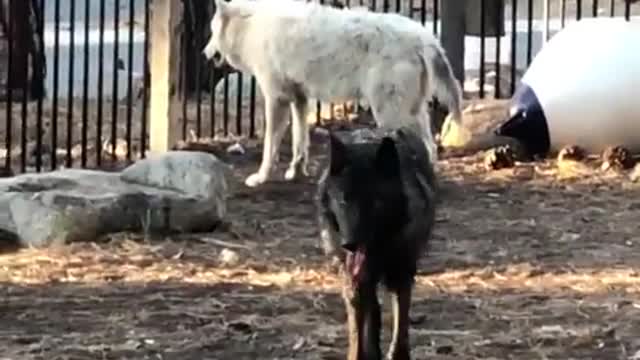 Friendly Wolf Attack