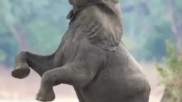 Baby elephant tiptoe to reach leaves