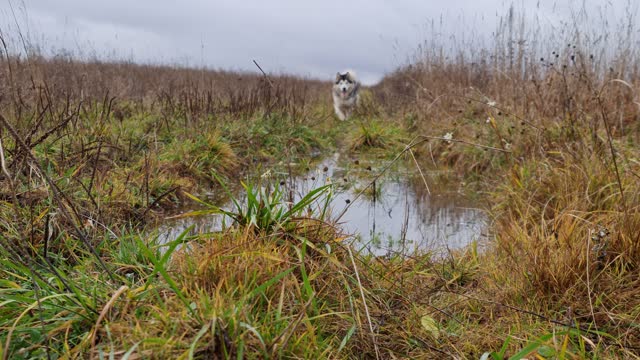 Dog Running on the Wet Grass