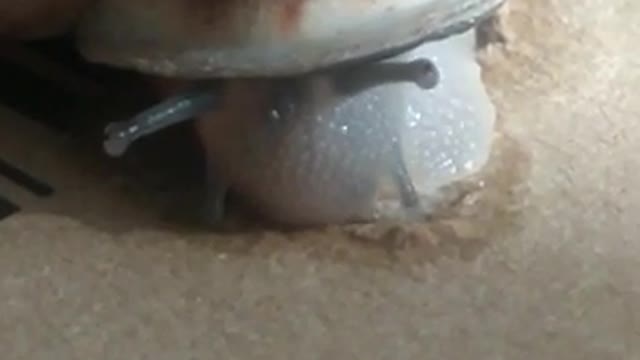 A beautiful snail playing. 😅😅😅