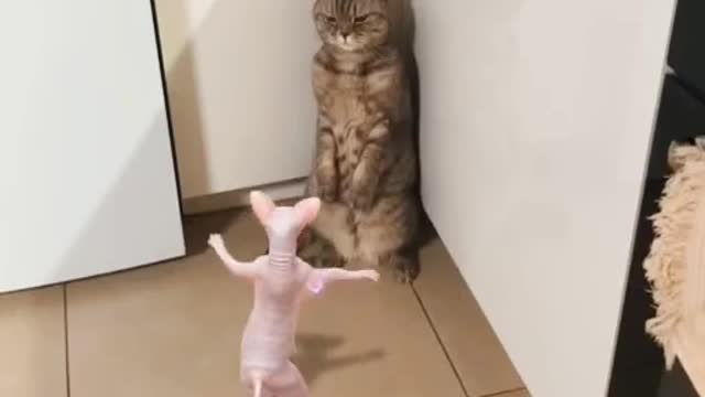 funny cat dancing arabian