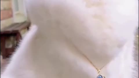 Snowy Fluff: The Adorable Whitty Cat