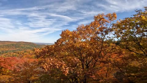 Fall Foliage