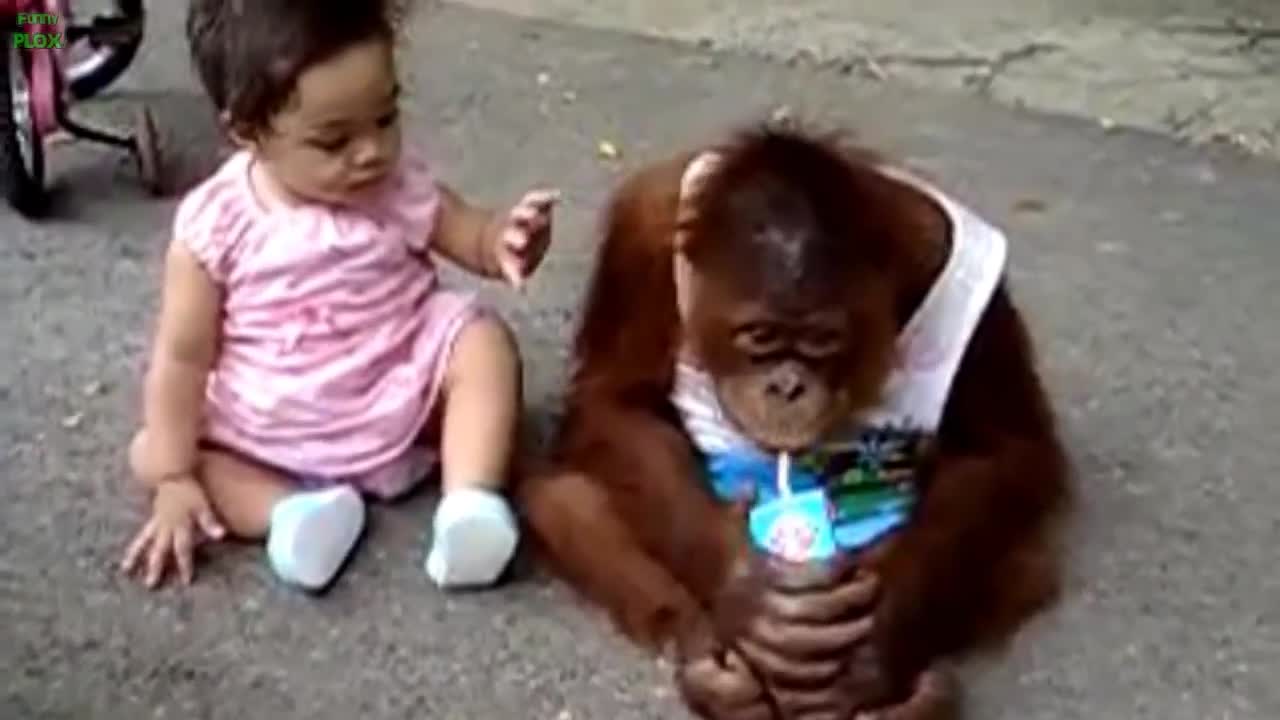 Best Funny Babies and Animals Compilation