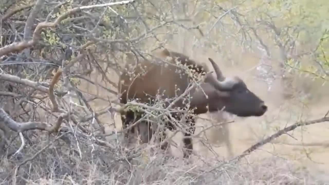 8 Times Wild Animals Surrounds Its Prey So It Can't Escape.mp4