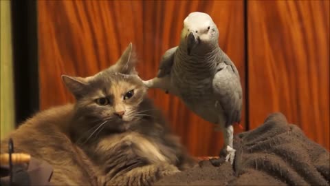 Parrot Annoys cat