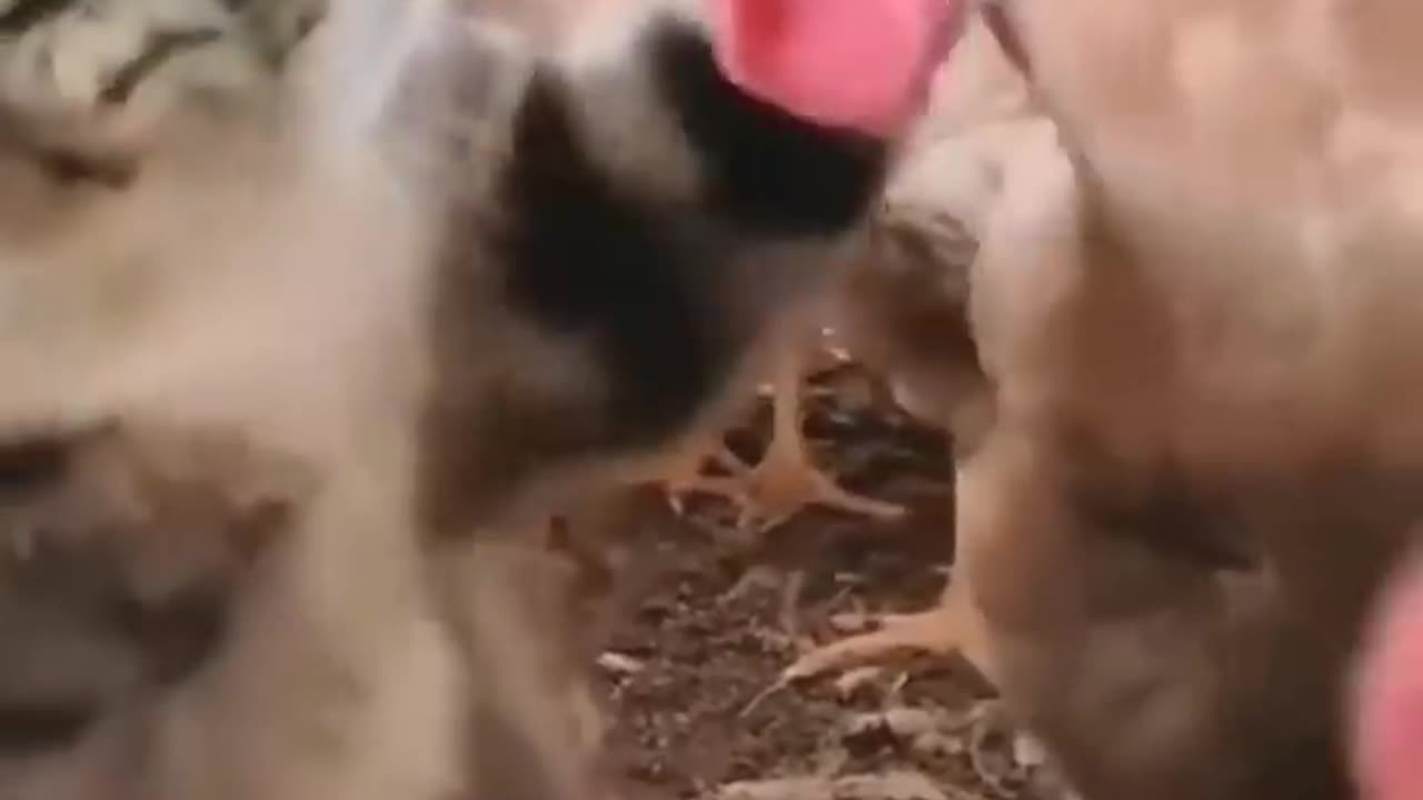 Cute Cat