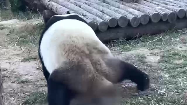 kungfu Panda