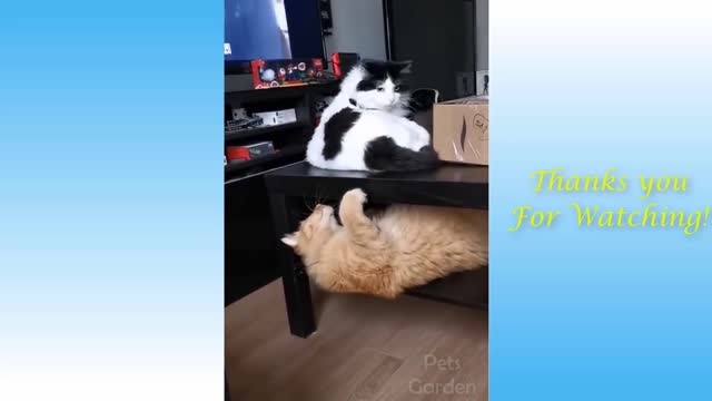 Aww So Cute Cats Best Funny Cat Videos