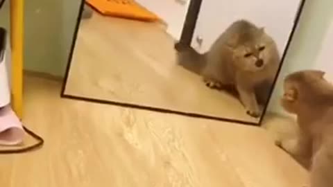 Cat fighting furiously with mirror image.