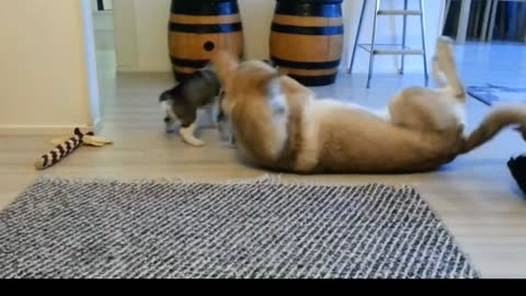 Saarloos Wolfhond playing with huskypuppies