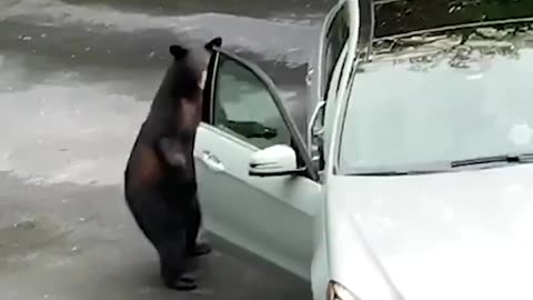 Hilarious bear breaks into Mercedes