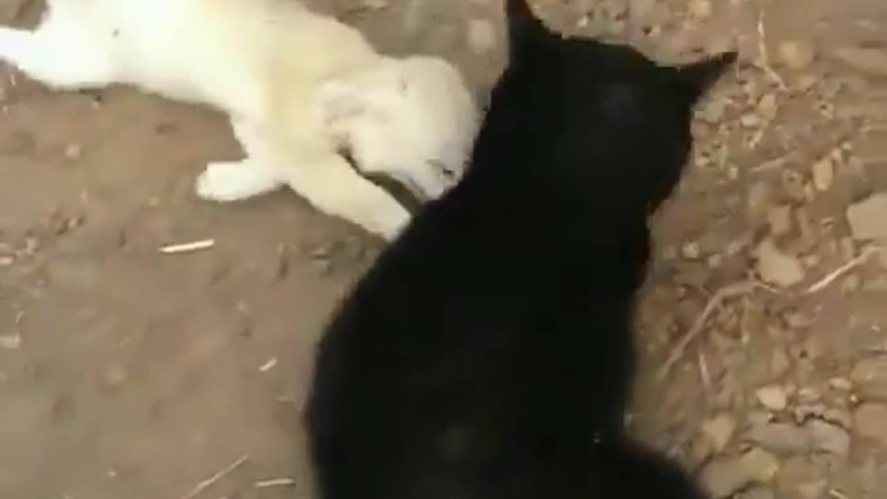 The excitement of this fennec fox, reunited with the cat he grew up with