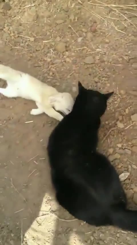 The excitement of this fennec fox, reunited with the cat he grew up with