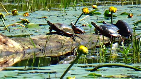 Painted Turtles