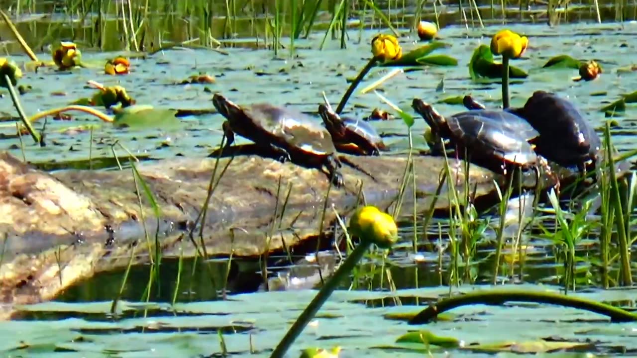 Painted Turtles