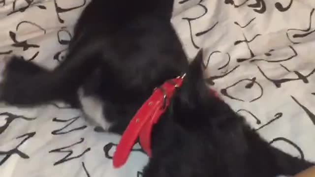 Black dog wants attention from owner