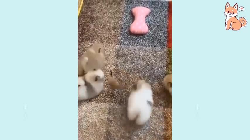 Cute puppies | Funny dog videos