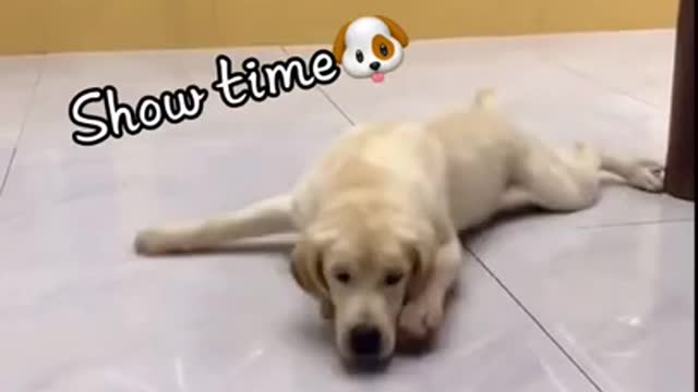 17_Dog-funny-videos-cute-dog-Dog-recation-shorts