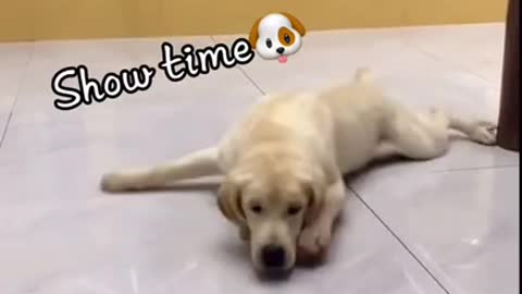 17_Dog-funny-videos-cute-dog-Dog-recation-shorts